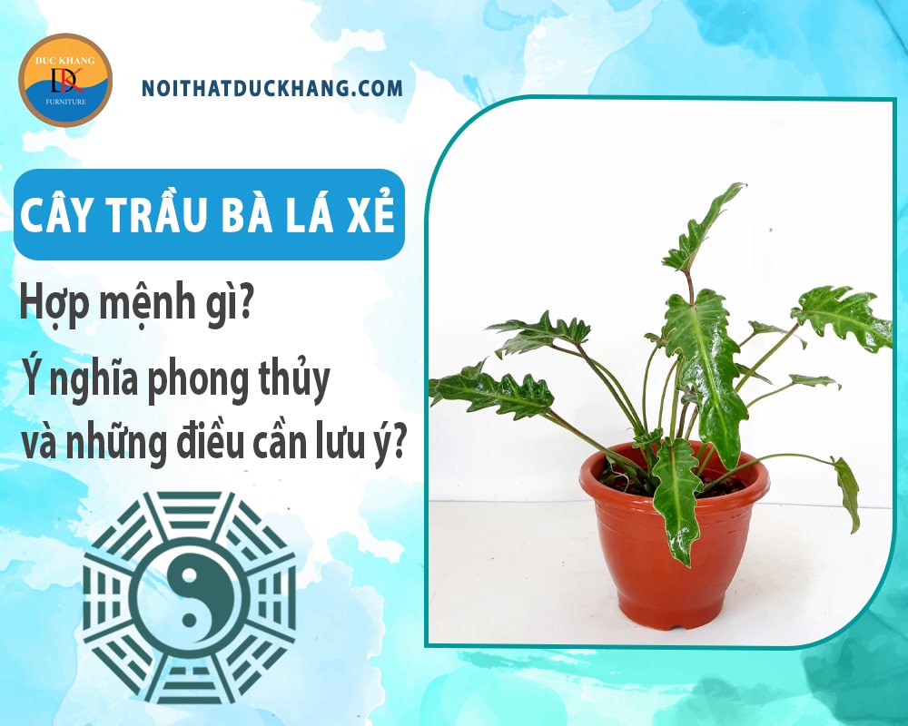 Cây trầu bà lá xẻ hợp mệnh gì? Ý nghĩa phong thủy và những điều cần lưu ý?