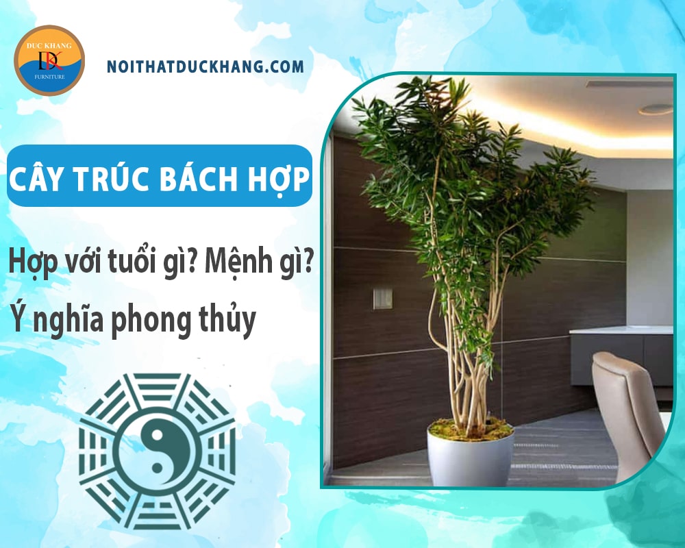 Cây trúc bách hợp hợp với tuổi gì? Mệnh gì? Ý nghĩa phong thủy Cây trúc bách hợp hợp với tuổi gì? Mệnh gì? Ý nghĩa phong thủy
