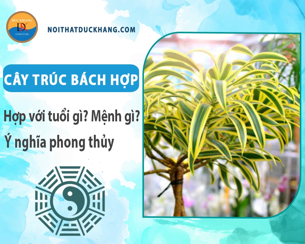 Cây trúc bách hợp hợp với tuổi gì? Mệnh gì? Ý nghĩa phong thủy Cây trúc bách hợp hợp với tuổi gì? Mệnh gì? Ý nghĩa phong thủy