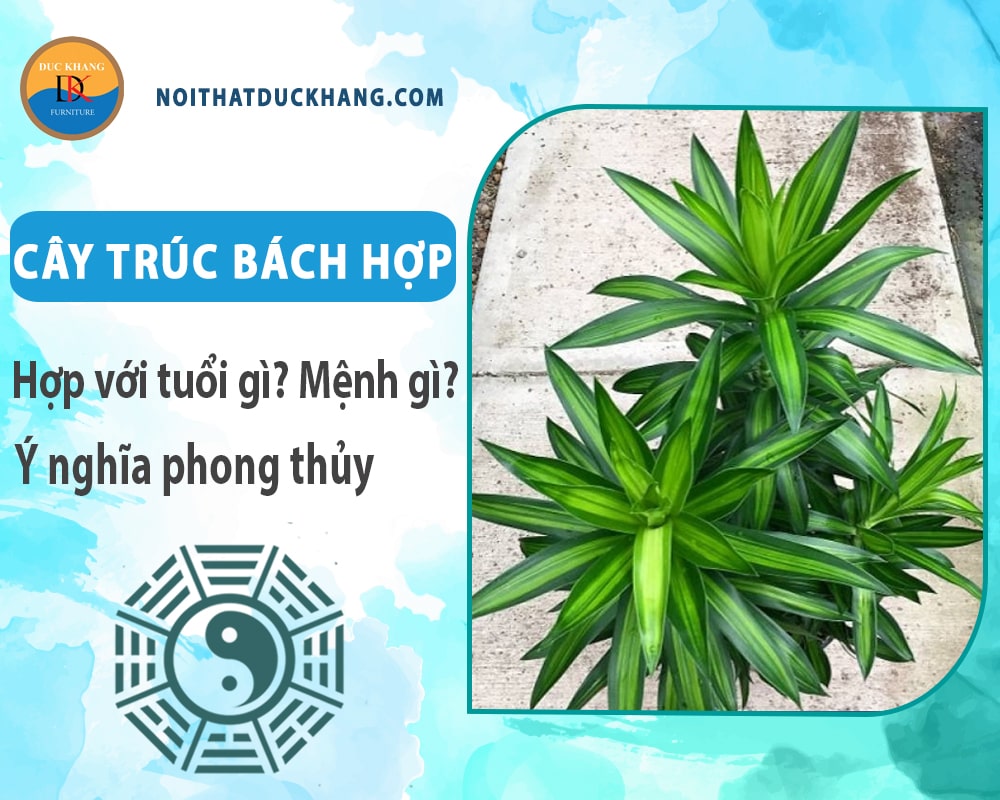 Cây trúc bách hợp hợp với tuổi gì? Mệnh gì? Ý nghĩa phong thủy Cây trúc bách hợp hợp với tuổi gì? Mệnh gì? Ý nghĩa phong thủy