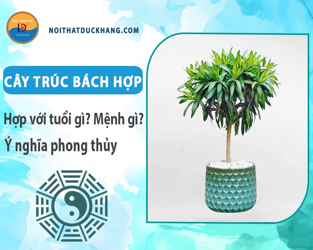 Cây trúc bách hợp hợp với tuổi gì? Mệnh gì? Ý nghĩa phong thủy Cây trúc bách hợp hợp với tuổi gì? Mệnh gì? Ý nghĩa phong thủy