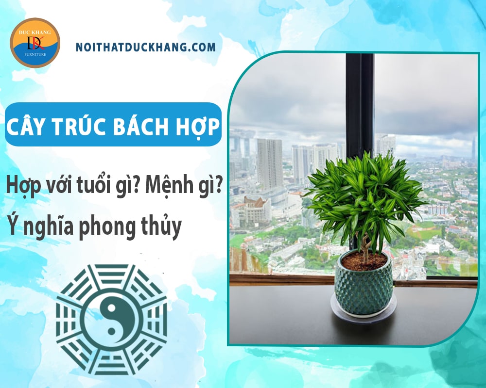 Cây trúc bách hợp hợp với tuổi gì? Mệnh gì? Ý nghĩa phong thủy Cây trúc bách hợp hợp với tuổi gì? Mệnh gì? Ý nghĩa phong thủy