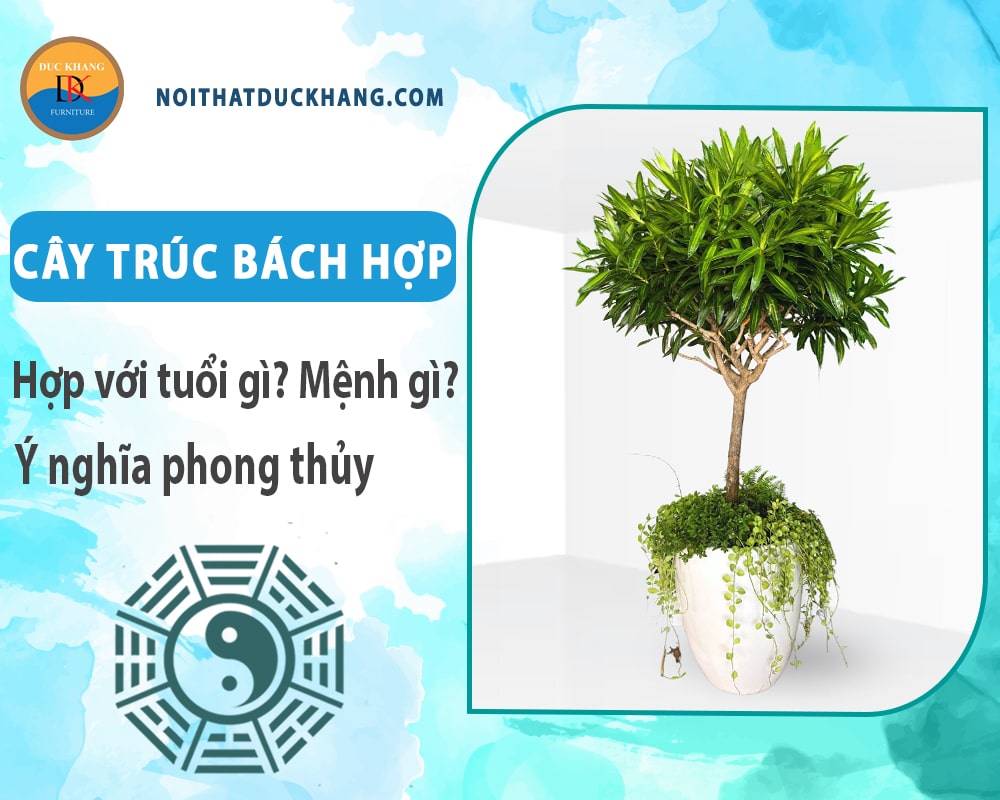 Cây trúc bách hợp hợp với tuổi gì? Mệnh gì? Ý nghĩa phong thủy Cây trúc bách hợp hợp với tuổi gì? Mệnh gì? Ý nghĩa phong thủy