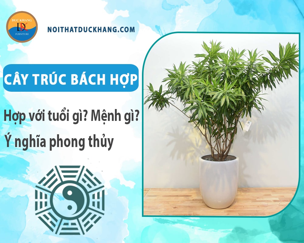 Cây trúc bách hợp hợp với tuổi gì? Mệnh gì? Ý nghĩa phong thủy Cây trúc bách hợp hợp với tuổi gì? Mệnh gì? Ý nghĩa phong thủy