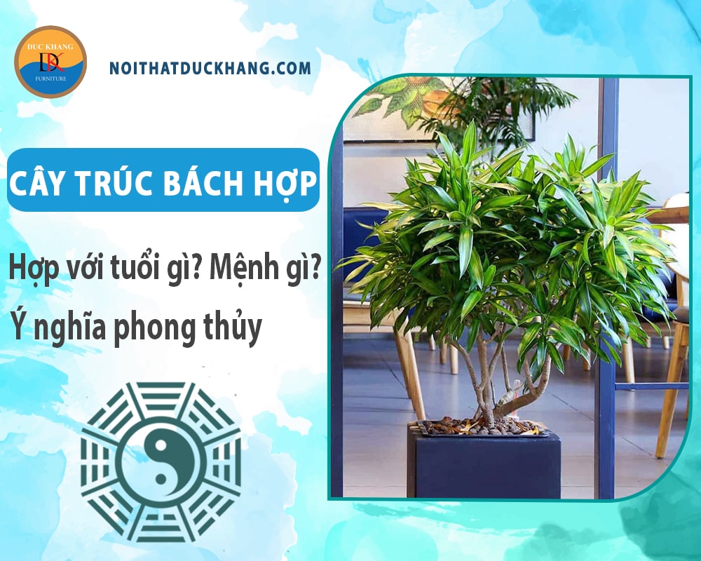 Cây trúc bách hợp hợp với tuổi gì? Mệnh gì? Ý nghĩa phong thủy