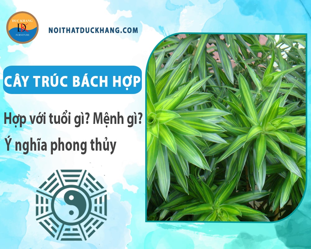 Cây trúc bách hợp hợp với tuổi gì? Mệnh gì? Ý nghĩa phong thủy Cây trúc bách hợp hợp với tuổi gì? Mệnh gì? Ý nghĩa phong thủy