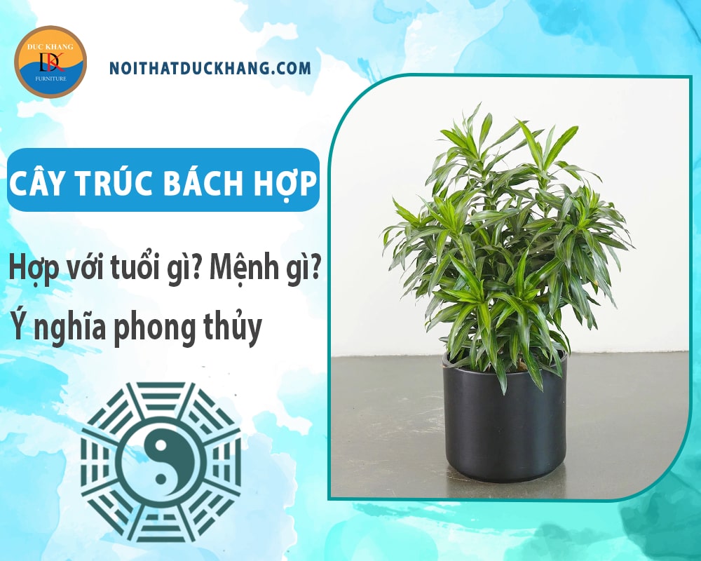 Cây trúc bách hợp hợp với tuổi gì? Mệnh gì? Ý nghĩa phong thủy Cây trúc bách hợp hợp với tuổi gì? Mệnh gì? Ý nghĩa phong thủy