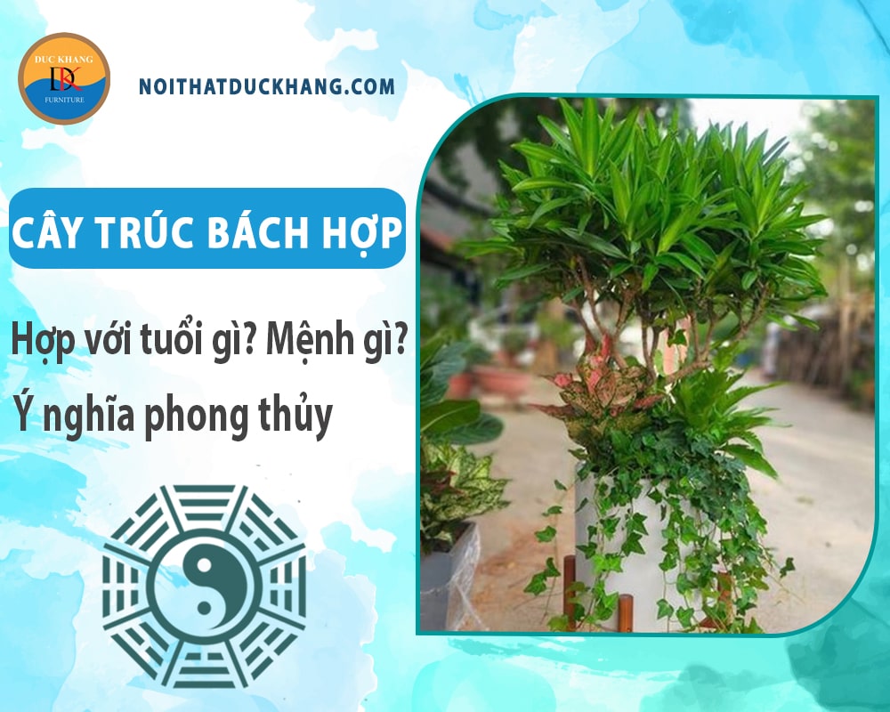 Cây trúc bách hợp hợp với tuổi gì? Mệnh gì? Ý nghĩa phong thủy Cây trúc bách hợp hợp với tuổi gì? Mệnh gì? Ý nghĩa phong thủy