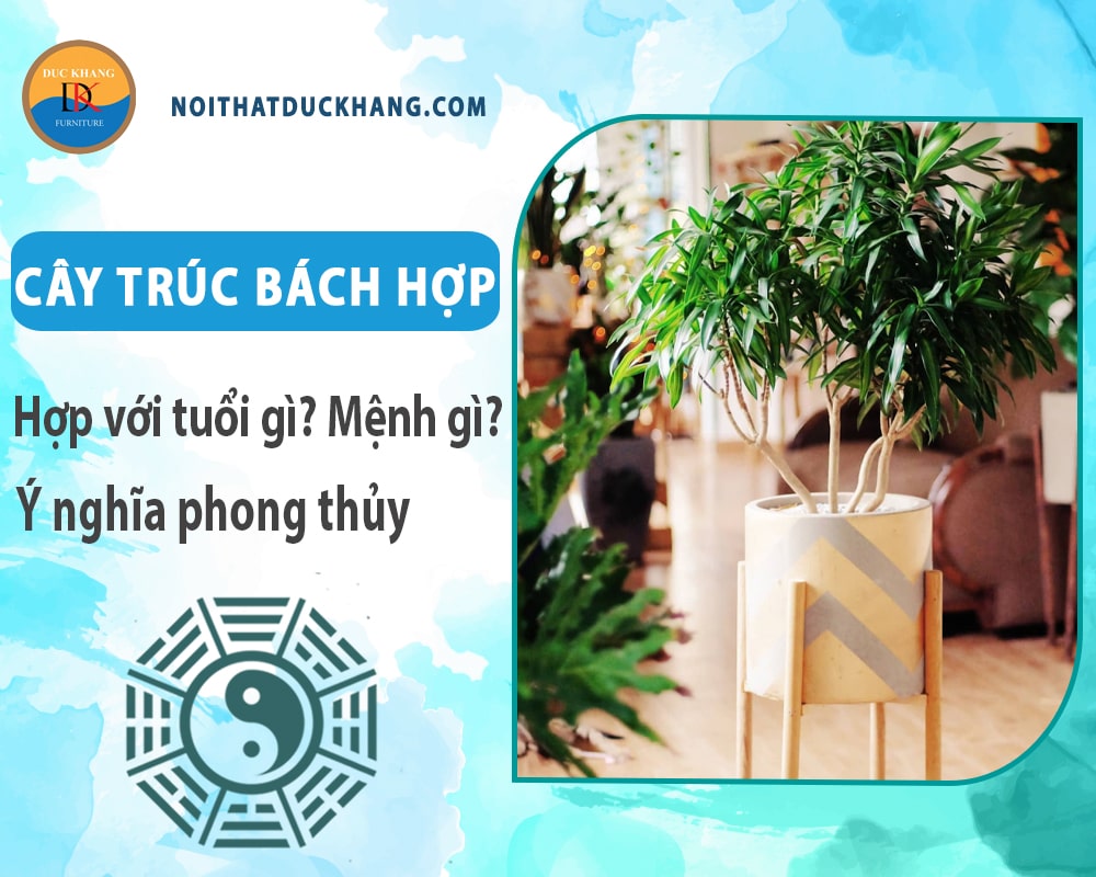 Cây trúc bách hợp hợp với tuổi gì? Mệnh gì? Ý nghĩa phong thủy Cây trúc bách hợp hợp với tuổi gì? Mệnh gì? Ý nghĩa phong thủy