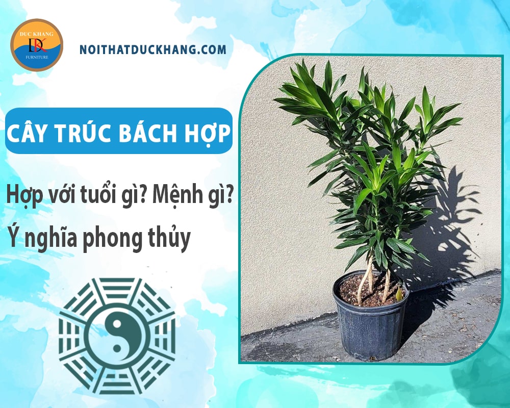 Cây trúc bách hợp hợp với tuổi gì? Mệnh gì? Ý nghĩa phong thủy Cây trúc bách hợp hợp với tuổi gì? Mệnh gì? Ý nghĩa phong thủy