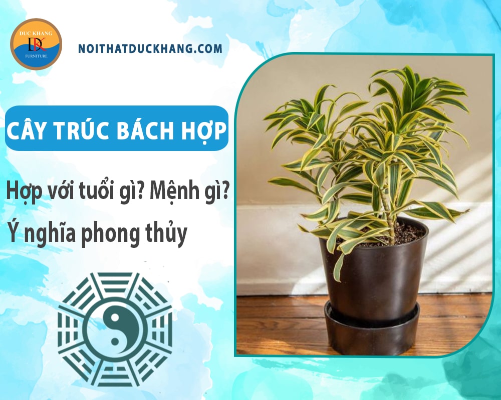 Cây trúc bách hợp hợp với tuổi gì? Mệnh gì? Ý nghĩa phong thủy Cây trúc bách hợp hợp với tuổi gì? Mệnh gì? Ý nghĩa phong thủy