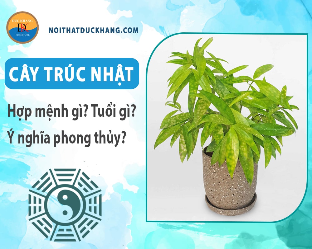 Cây trúc Nhật hợp mệnh gì? Tuổi gì? Ý nghĩa phong thủy?