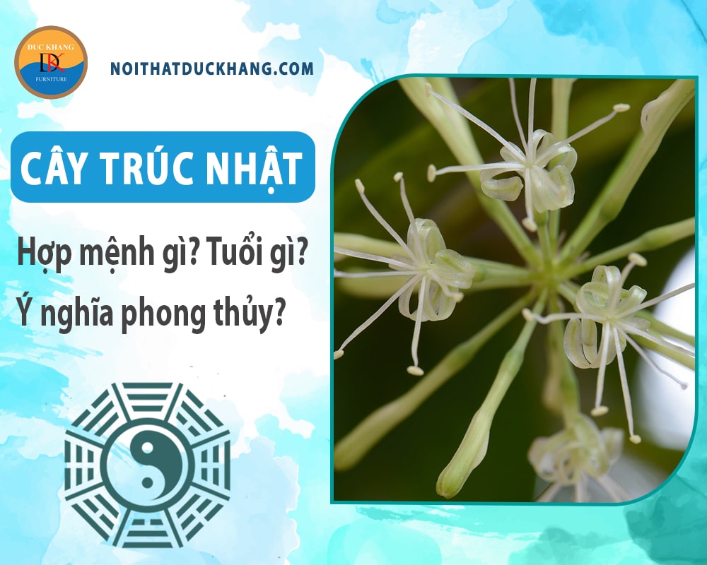 Cây trúc Nhật hợp mệnh gì? Tuổi gì? Ý nghĩa phong thủy? Cây trúc Nhật hợp mệnh gì? Tuổi gì? Ý nghĩa phong thủy?