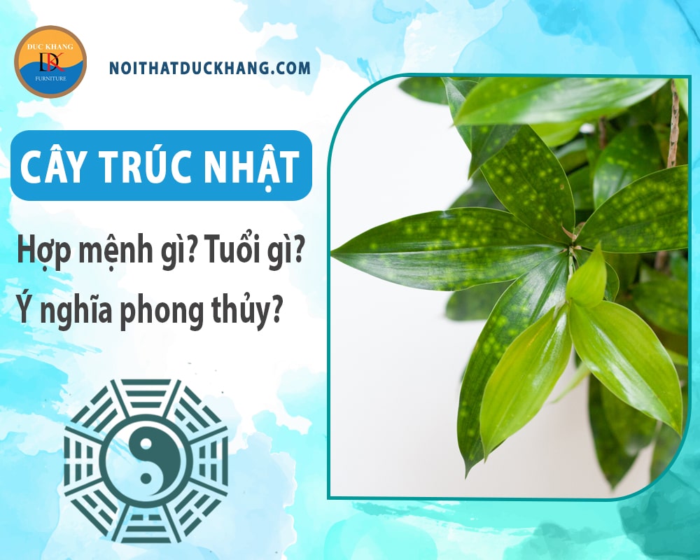 Cây trúc Nhật hợp mệnh gì? Tuổi gì? Ý nghĩa phong thủy? Cây trúc Nhật hợp mệnh gì? Tuổi gì? Ý nghĩa phong thủy?