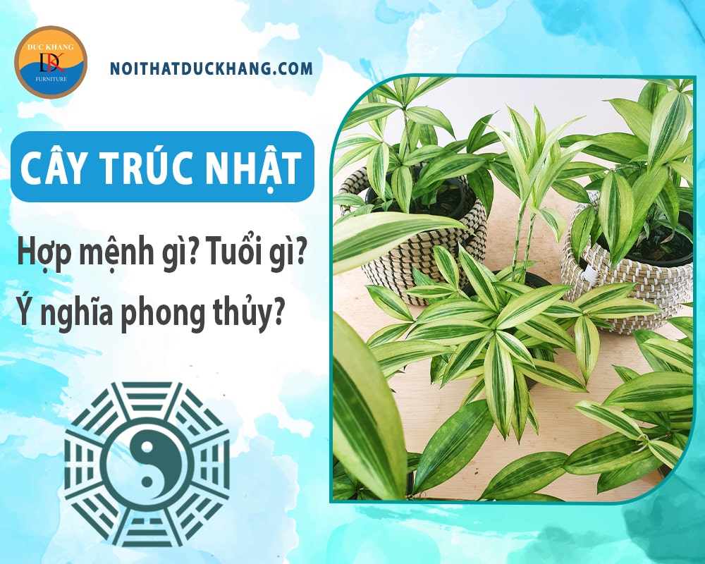 Cây trúc Nhật hợp mệnh gì? Tuổi gì? Ý nghĩa phong thủy? Cây trúc Nhật hợp mệnh gì? Tuổi gì? Ý nghĩa phong thủy?