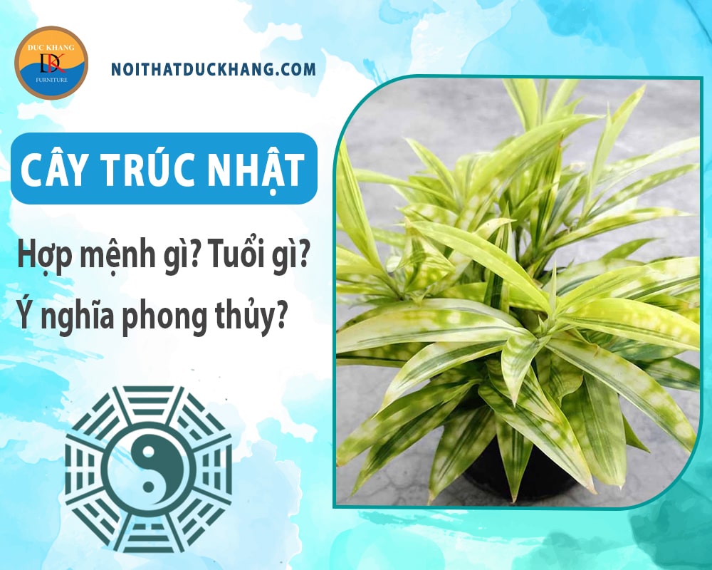Cây trúc Nhật hợp mệnh gì? Tuổi gì? Ý nghĩa phong thủy? Cây trúc Nhật hợp mệnh gì? Tuổi gì? Ý nghĩa phong thủy?