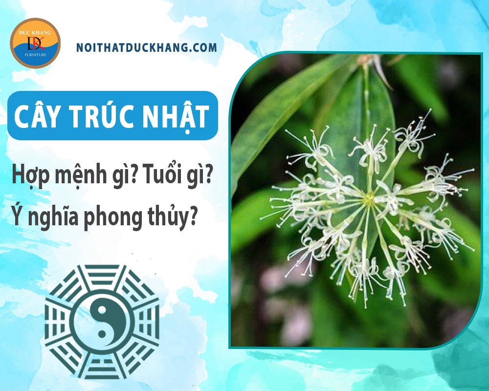Cây trúc Nhật hợp mệnh gì? Tuổi gì? Ý nghĩa phong thủy? Cây trúc Nhật hợp mệnh gì? Tuổi gì? Ý nghĩa phong thủy?