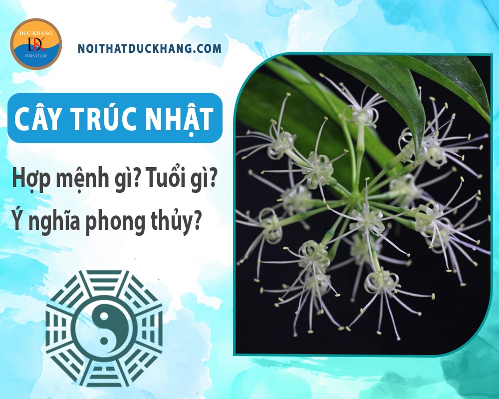 Cây trúc Nhật hợp mệnh gì? Tuổi gì? Ý nghĩa phong thủy? Cây trúc Nhật hợp mệnh gì? Tuổi gì? Ý nghĩa phong thủy?