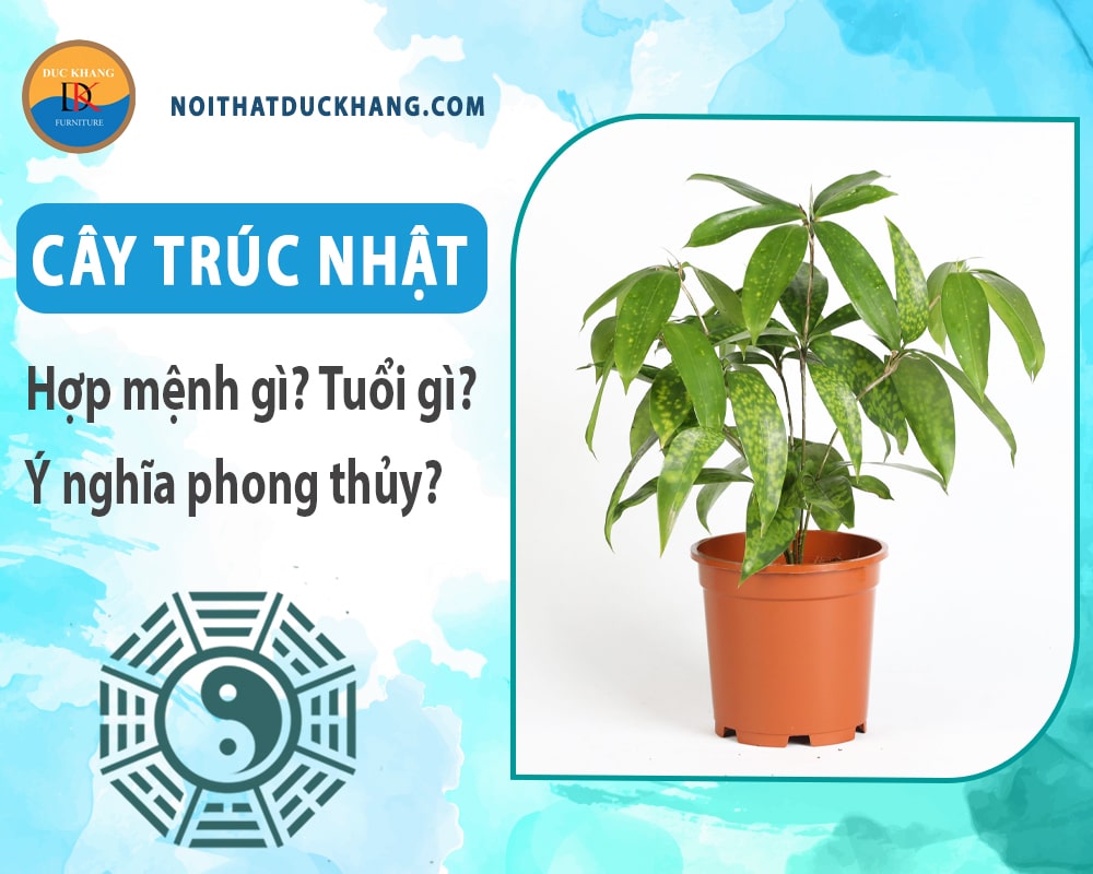 Cây trúc Nhật hợp mệnh gì? Tuổi gì? Ý nghĩa phong thủy? Cây trúc Nhật hợp mệnh gì? Tuổi gì? Ý nghĩa phong thủy?