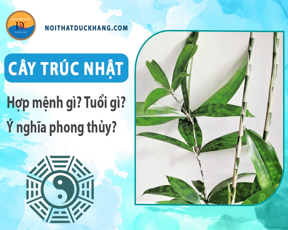 Cây trúc Nhật hợp mệnh gì? Tuổi gì? Ý nghĩa phong thủy? Cây trúc Nhật hợp mệnh gì? Tuổi gì? Ý nghĩa phong thủy?