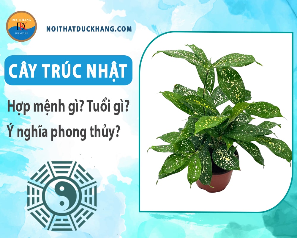 Cây trúc Nhật hợp mệnh gì? Tuổi gì? Ý nghĩa phong thủy? Cây trúc Nhật hợp mệnh gì? Tuổi gì? Ý nghĩa phong thủy?