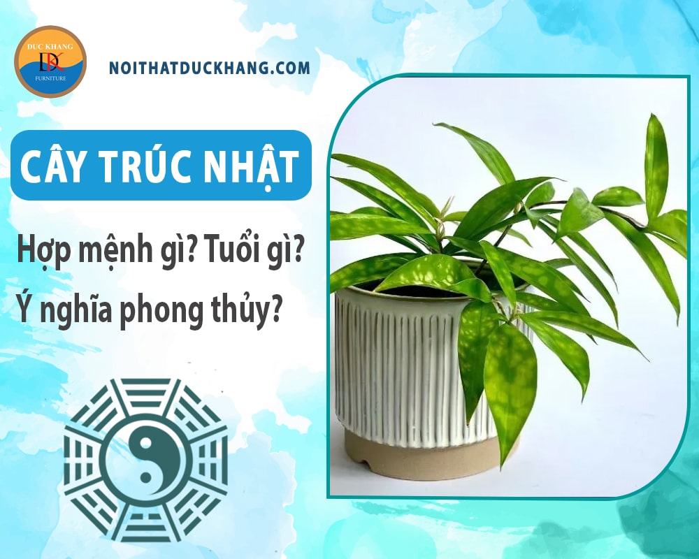 Cây trúc Nhật hợp mệnh gì? Tuổi gì? Ý nghĩa phong thủy? Cây trúc Nhật hợp mệnh gì? Tuổi gì? Ý nghĩa phong thủy?