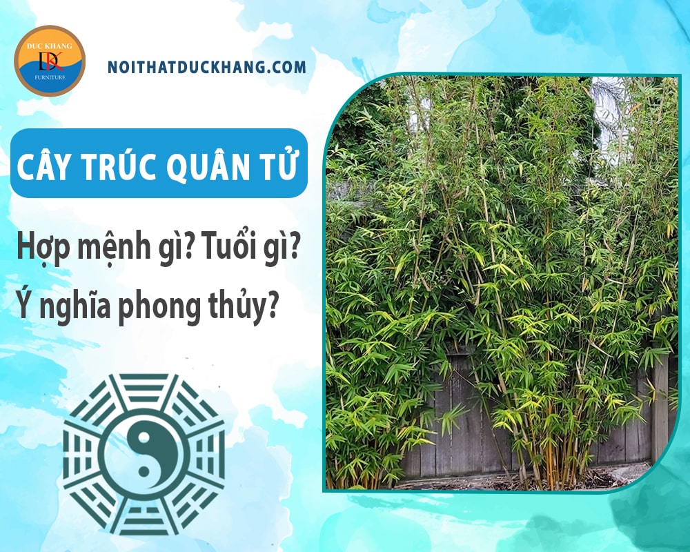 Cây trúc quân tử hợp mệnh gì? Tuổi gì? Ý nghĩa phong thủy?