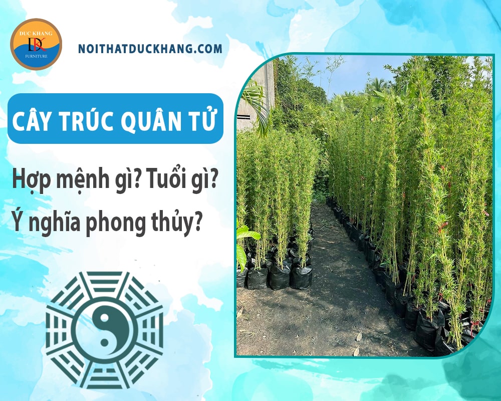 Cây trúc quân tử hợp mệnh gì? Tuổi gì? Ý nghĩa phong thủy?