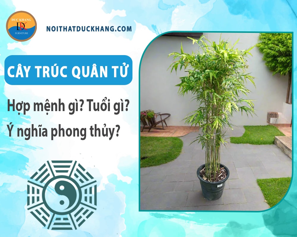 Cây trúc quân tử hợp mệnh gì? Tuổi gì? Ý nghĩa phong thủy?