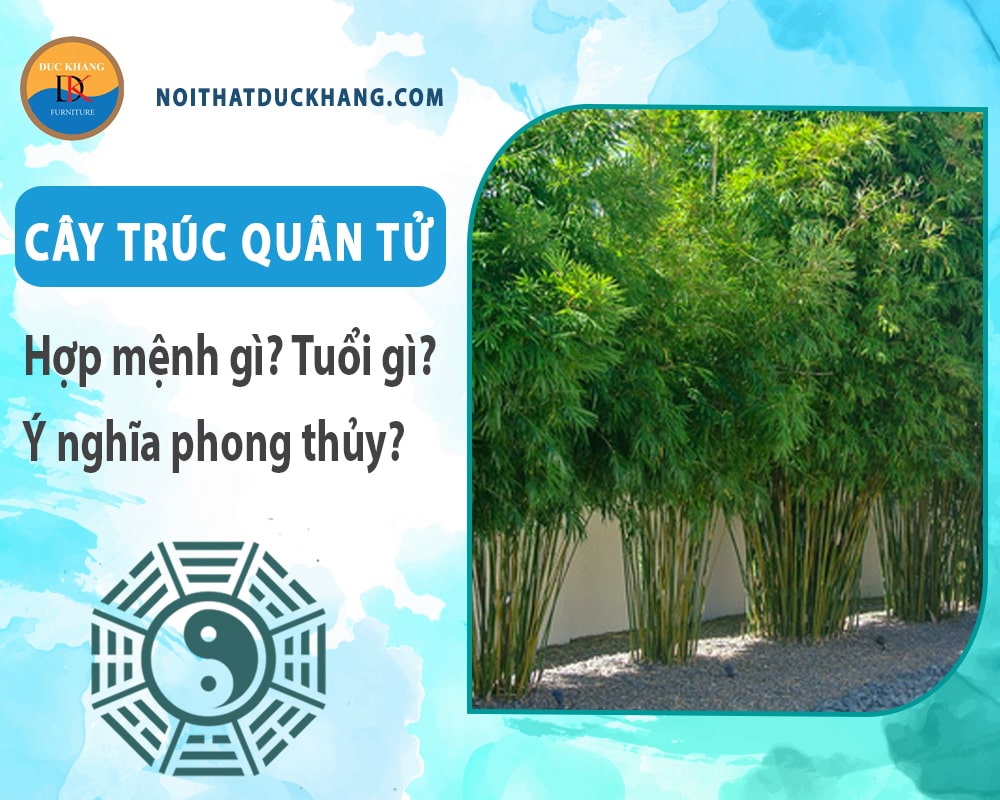 Cây trúc quân tử hợp mệnh gì? Tuổi gì? Ý nghĩa phong thủy?