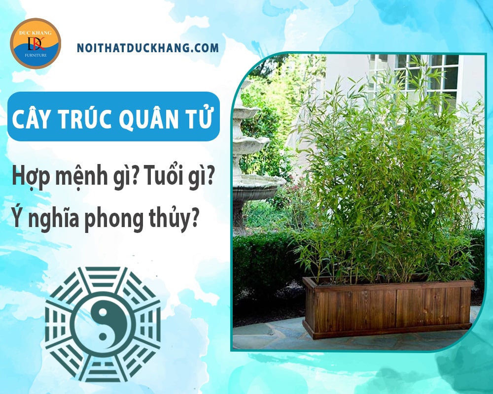 Cây trúc quân tử hợp mệnh gì? Tuổi gì? Ý nghĩa phong thủy?