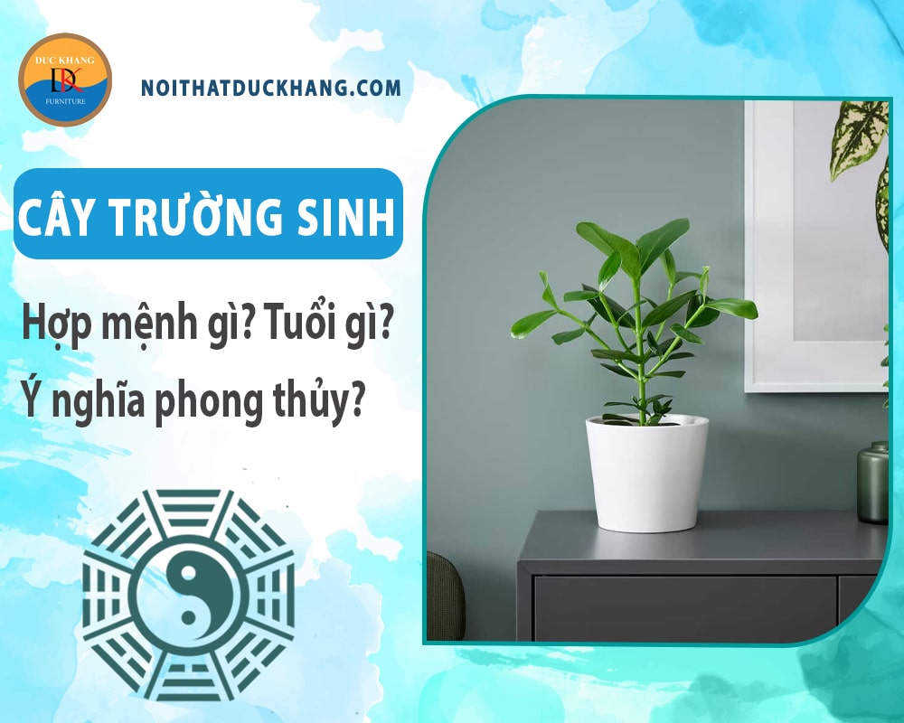 Cây trường sinh hợp mệnh gì? Tuổi gì? Ý nghĩa phong thủy?