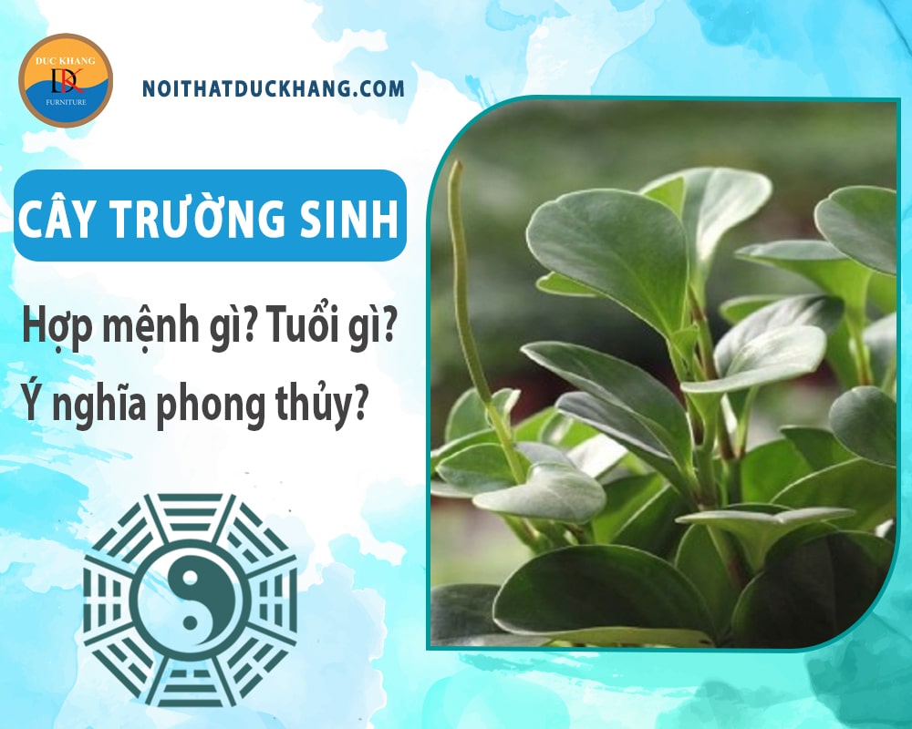 Cây trường sinh hợp mệnh gì? Tuổi gì? Ý nghĩa phong thủy?