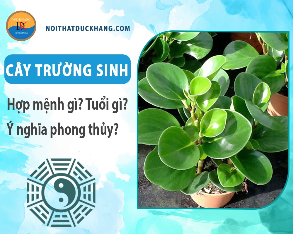 Cây trường sinh hợp mệnh gì? Tuổi gì? Ý nghĩa phong thủy?