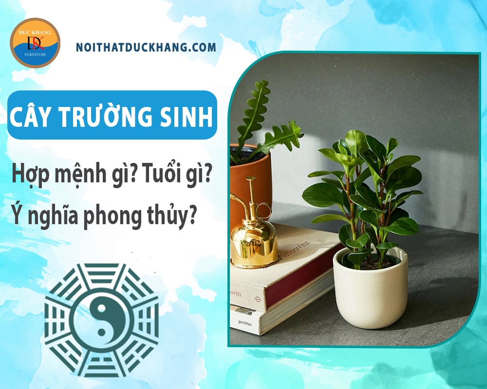 Cây trường sinh hợp mệnh gì? Tuổi gì? Ý nghĩa phong thủy?