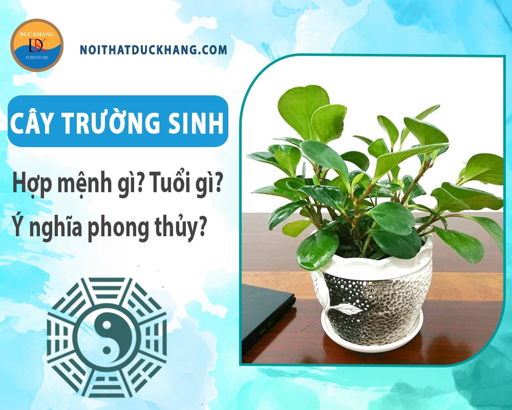 Cây trường sinh hợp mệnh gì? Tuổi gì? Ý nghĩa phong thủy?