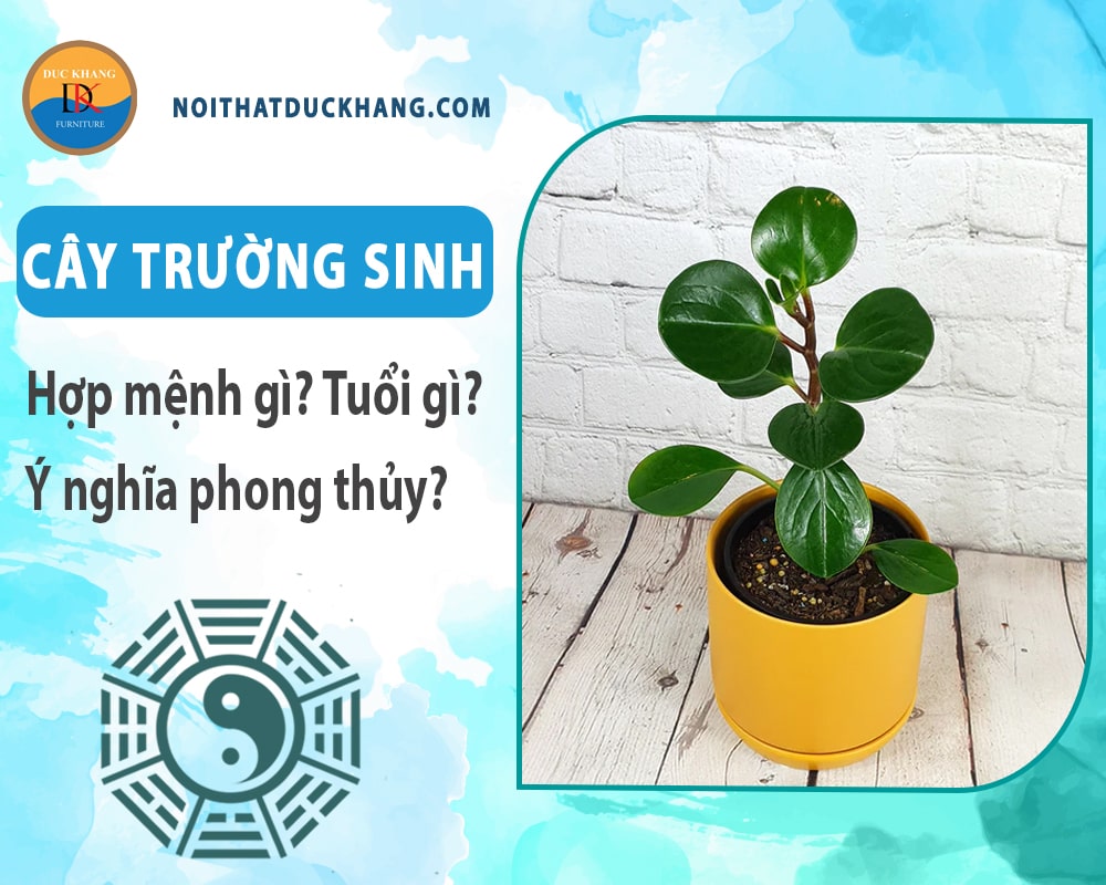 Cây trường sinh hợp mệnh gì? Tuổi gì? Ý nghĩa phong thủy?