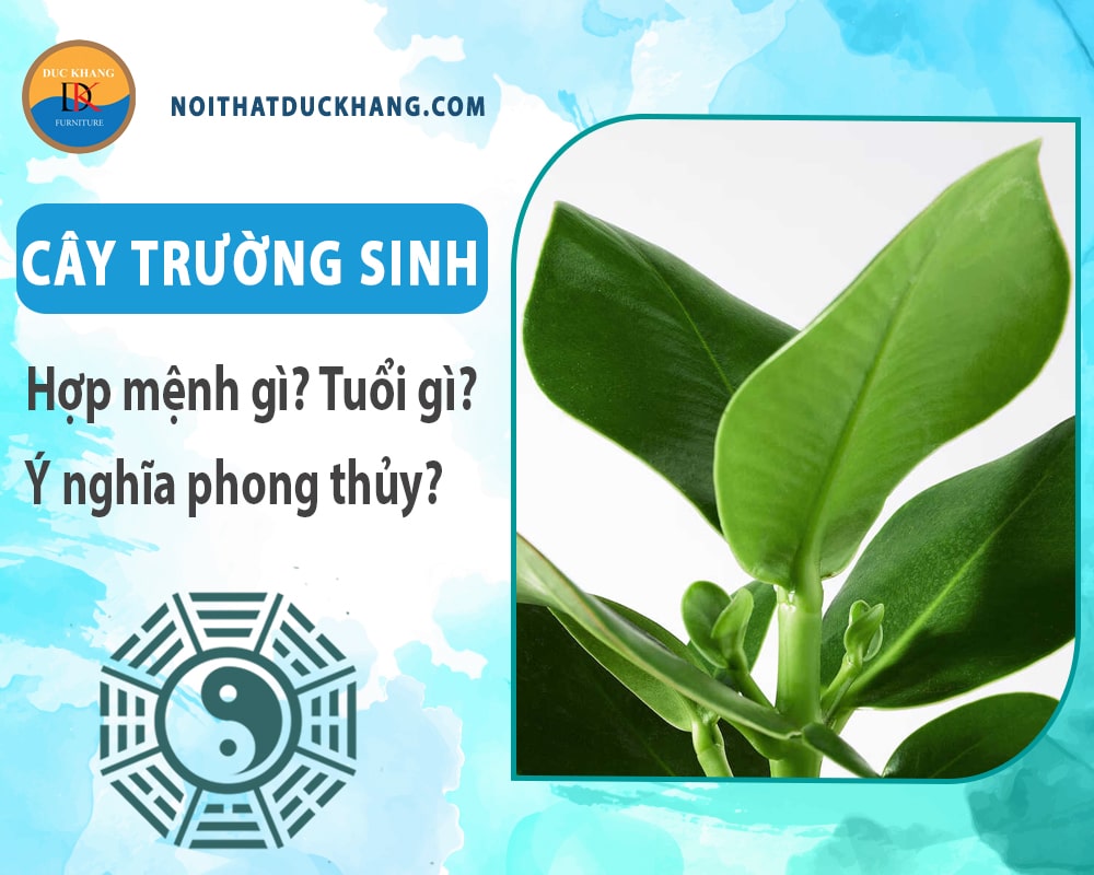 Cây trường sinh hợp mệnh gì? Tuổi gì? Ý nghĩa phong thủy?