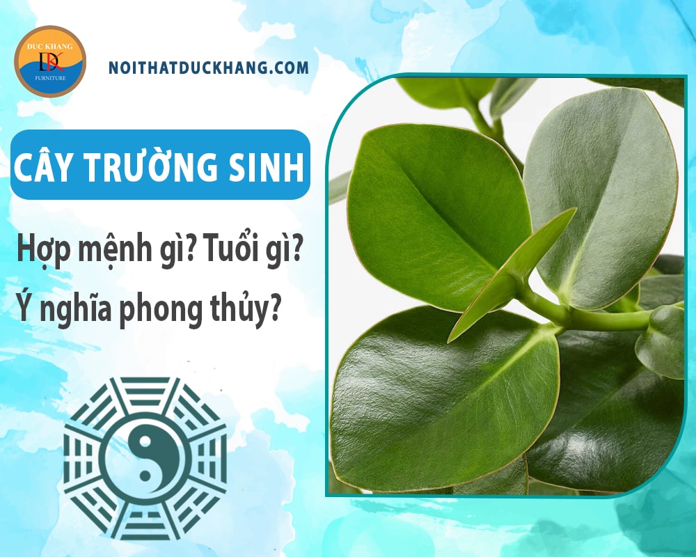 Cây trường sinh hợp mệnh gì? Tuổi gì? Ý nghĩa phong thủy?