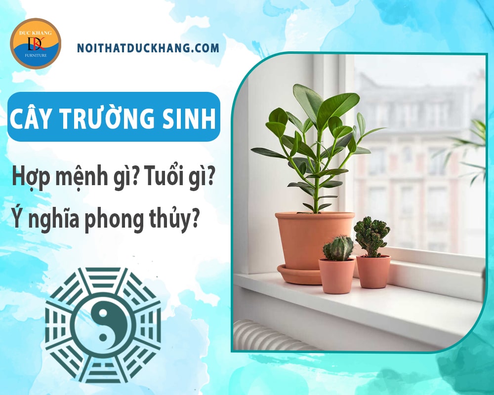 Cây trường sinh hợp mệnh gì? Tuổi gì? Ý nghĩa phong thủy?