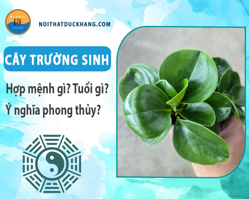 Cây trường sinh hợp mệnh gì? Tuổi gì? Ý nghĩa phong thủy?