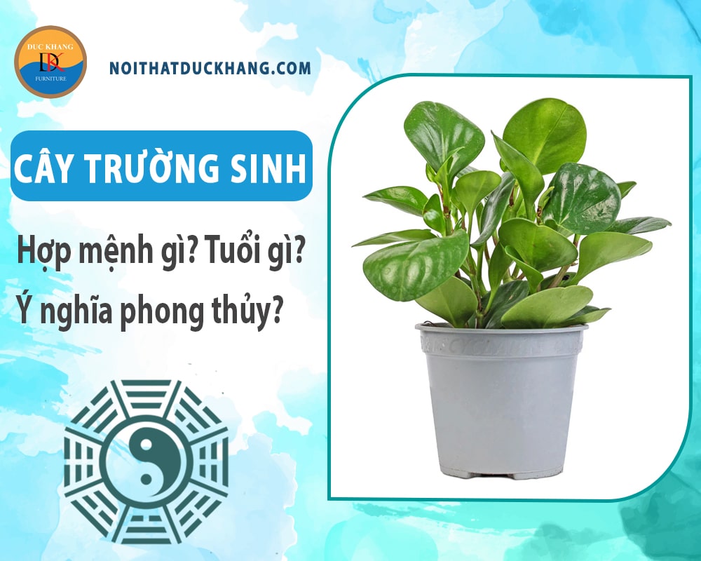 Cây trường sinh hợp mệnh gì? Tuổi gì? Ý nghĩa phong thủy?