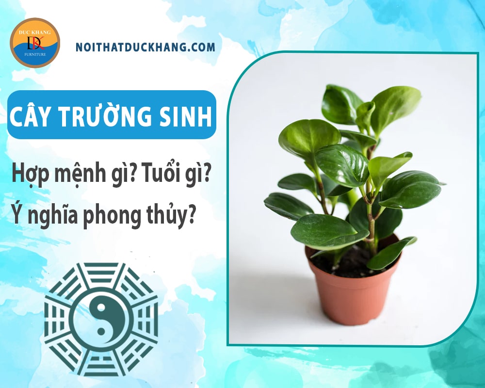 Cây trường sinh hợp mệnh gì? Tuổi gì? Ý nghĩa phong thủy?