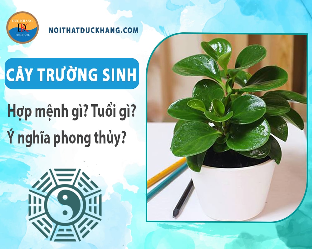 Cây trường sinh hợp mệnh gì? Tuổi gì? Ý nghĩa phong thủy?