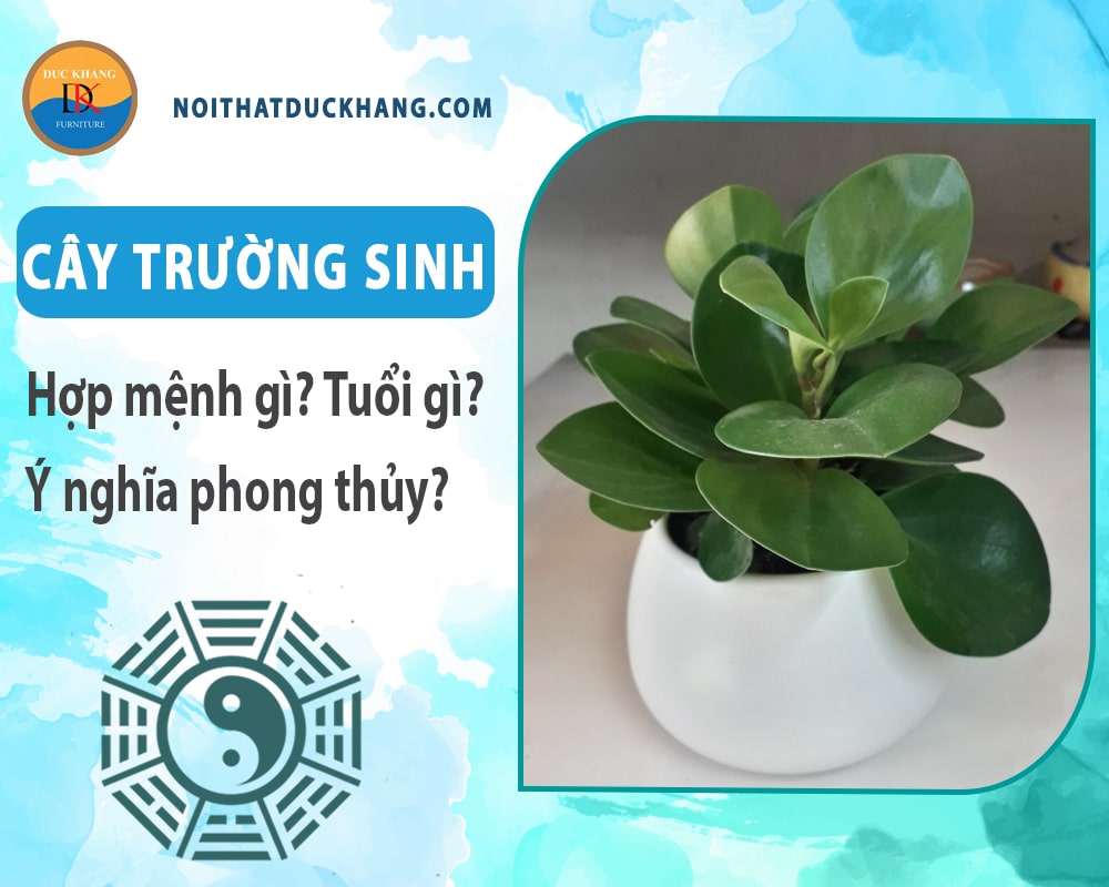 Cây trường sinh hợp mệnh gì? Tuổi gì? Ý nghĩa phong thủy?