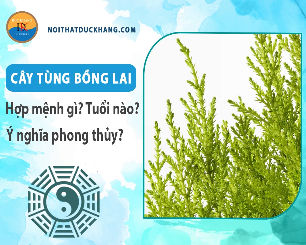 Cây tùng bồng lai hợp mệnh nào? Tuổi nào? Ý nghĩa phong thủy Cây tùng bồng lai hợp mệnh nào? Tuổi nào? Ý nghĩa phong thủy