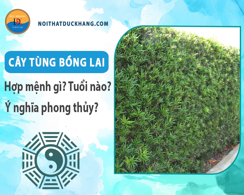 Cây tùng bồng lai hợp mệnh nào? Tuổi nào? Ý nghĩa phong thủy Cây tùng bồng lai hợp mệnh nào? Tuổi nào? Ý nghĩa phong thủy
