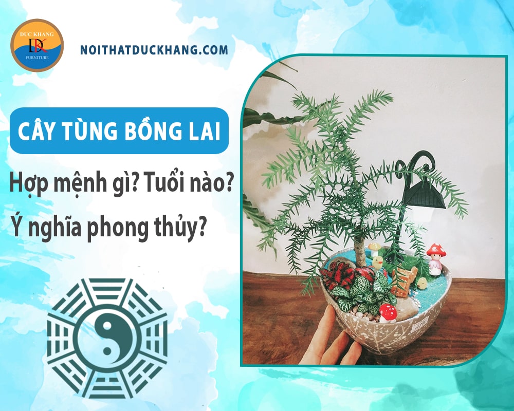 Cây tùng bồng lai hợp mệnh nào? Tuổi nào? Ý nghĩa phong thủy Cây tùng bồng lai hợp mệnh nào? Tuổi nào? Ý nghĩa phong thủy