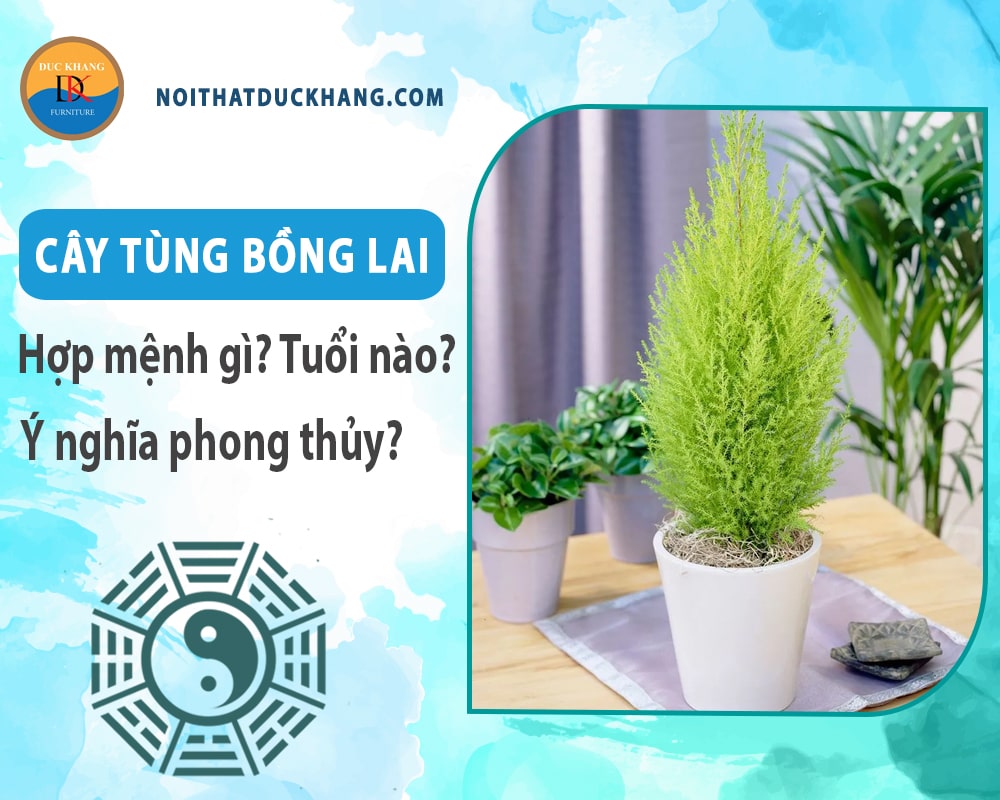Cây tùng bồng lai hợp mệnh nào? Tuổi nào? Ý nghĩa phong thủy Cây tùng bồng lai hợp mệnh nào? Tuổi nào? Ý nghĩa phong thủy