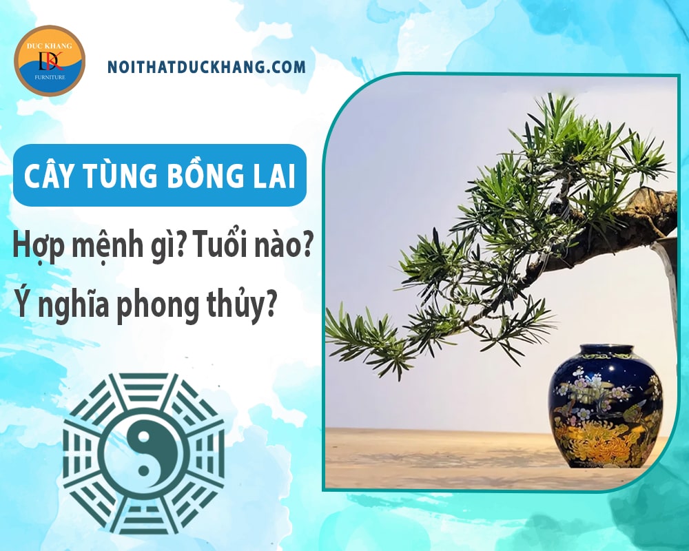 Cây tùng bồng lai hợp mệnh nào? Tuổi nào? Ý nghĩa phong thủy Cây tùng bồng lai hợp mệnh nào? Tuổi nào? Ý nghĩa phong thủy